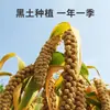 Mijo Orgánico Yitian 1.1kg g Jinmiao K1 Mijo Amarillo Cosecha Nueva Granos Genuinos de Alta Calidad Nutritivo Gachas de Mijo