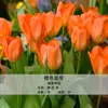 Planta de Tulipa Hidropônica em Vaso Pacote Grande de Bulbos Floridos Flores Bulbosas Resistentes ao Frio de Varanda de Inverno Venda Direta do Fabricante