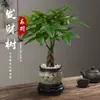 Árbol del Dinero Maceta Planta de Interior Tierra para Flores Pequeño Bonsái Cultivado en Maceta Planta Verde para Sala de Estar Oficina Fortuna Cerámica Maceta Pequeña