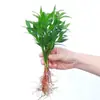 Bonsái Sala de Estar Mesa de Café Fácil de Cuidar Flores Plantas Verdes Perennes Cuatro Estaciones Oficina Escritorio Interior Plantas Purificadoras de Aire