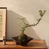 Maceta de cerámica estilo wabi-sabi japonés, recipiente hidropónico para el hogar, especial para bolas de musgo y helechos, adorno de decoración para el hogar