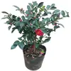 Planta Joven de Camelia para Té en Maceta con Capullos de Flor Perenne Todo el Año Resistente al Frío Fácil de Cultivar Patio Balcón Sala de Estar Interior Planta Verde Flores