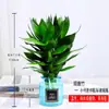 Planta hidropónica de bambú Guan Yin con raíces, planta verde decorativa, bambú de la suerte, planta verde, planta de interior en maceta, bambú de la fortuna con jarrón, fácil de cuidar
