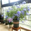 Plántulas de Copo de Nieve Azul Macetas Floración de Balcón Observación de Flores Plantas Resistentes al Calor y Fáciles de Cultivar Jardín Patio Enredaderas Trepadoras Enredaderas de Flores Trepadoras Copos de Nieve Blancos