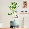 Planta de Murraya Paniculata en Maceta para Escritorio de Oficina, Planta Verde con Tronco Viejo y Plántulas, Florece Todo el Año, Flor de Interior Fácil de Cuidar para Jardineros Perezosos