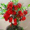Las Diez Flores Famosas de China Flor de Begonia Maceta Pila Vieja Planta Resistente al Frío Flor Perezosa Fácil de Cultivar Próspera Casa Todo el Año Begonia