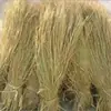Novos caules de palha de arroz secos para fazer caules de palha de tofu mofado telhado de palha de arroz esteiras de grama decorativas corda de palha de arroz palha de grãos