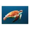 AliExpress Animal Marinho Polvo Pintura Sem Moldura Mar Azul Tartaruga Marinha Pintura de Parede Transfronteiriça Mais Vendido Pintura Decorativa 2989