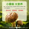 Salsa de Champiñón Shiitake Zhongjing Paquete Pequeño 16g Salsa de Arroz, Salsa para Mezclar con Arroz, Salsa para Fideos, Sabor Original, Salsa Picante de Champiñón, Para Llevar, Uso en Casa
