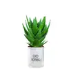 Ciudad sin Noche Planta de Aloe Vera en Maceta Planta Verde Purificadora de Aire de Interior Suculenta para Escritorio de Oficina Flor de Cuatro Estaciones Cactus Plántula de Aloe Vera
