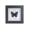 Marco de Vidrio Moderno Sencillo para Espécimenes de Mariposa Sala de Estar Regalo Pintura Decorativa Marco de Espécimen