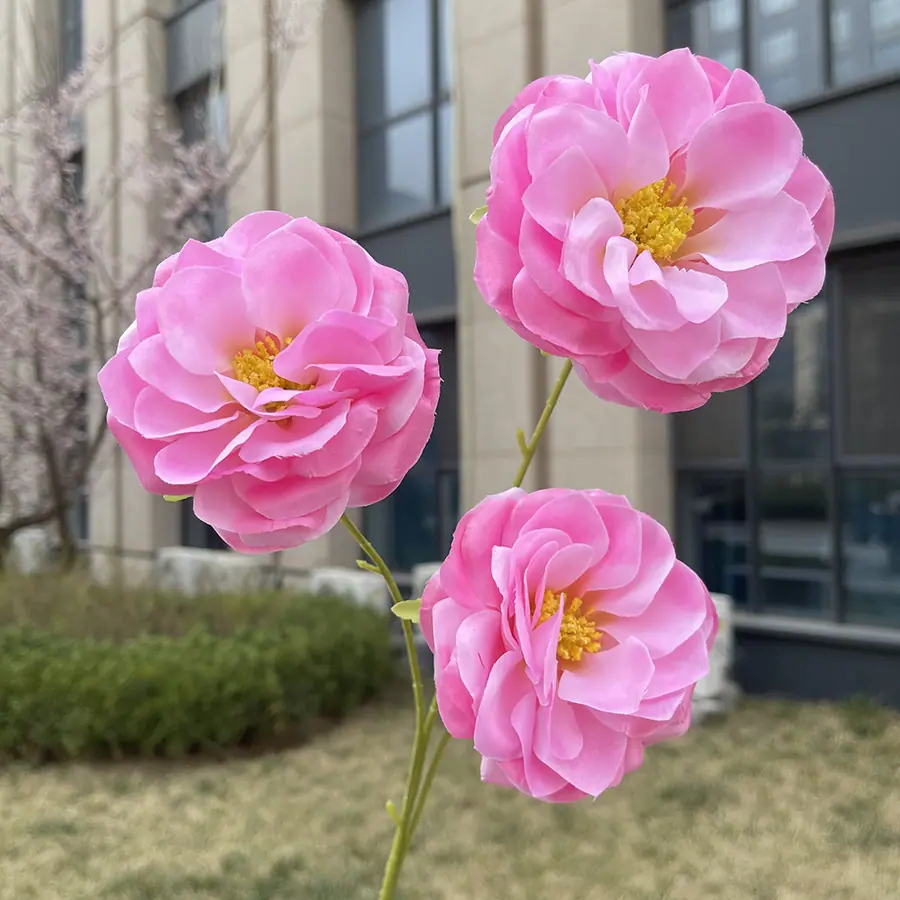 3头花蕊月季-深粉.JPG