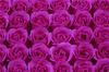 Cabeza de Flor de Jabón Sin Base Caja de Regalo Decorativa con Flor de Jabón Sin Base Fabricante de Flores Artificiales Mayoreo