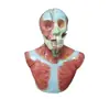Modelo de Anatomia Muscular Profunda do Pescoço Modelo: Yj/Jj1289, Modelo de Anatomia Parcial do Corpo Humano