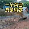 Corral de Pollo Exterior para Pollos de Corral, Jaula de Pollo Móvil Específica tipo Túnel para Pollos de Corral en Libertad, Red de Cría Móvil