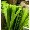 Fideos largos de col rizada, fideos secos tradicionales, fideos fríos de alto gluten sin cocción, fideos verdes instantáneos no fritos