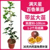 Plántulas de Árbol de Maracuyá Dorado en Maceta para Patio Sur y Norte Sala de Estar Interior Plántulas Frutales Plantadas para Dar Fruto en Todas las Estaciones