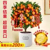 Planta de Kumquat de Cuatro Estaciones en Maceta con Fruta Comestible, una Planta Atractora de Fortuna para Sala de Estar de Uso Interior, Flor de Año Nuevo, Árbol Frutal Naranja, Planta Verde