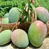 Mango Kate de Panzhihua, Sichuan: Servicio de Dropshipping para Mangos de Piel Verde con Pulpa Espesa, Mangos de Tamaño Grande, Frutas Grandes de Temporada, Fruta Fresca