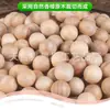 Bolas de Madera de Alcanfor Natural, Cuentas de Madera de Alcanfor, Bolas de Alcanfor, Bolas a Prueba de Moho, Insectos y Humedad para Armarios, Cuentas de Madera de Alcanfor, Cuentas de Madera Perforadas