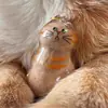 Colgante para Pelo de Mascota Caja Transparente Linda para Guardar Pelo Llavero Colgante Creativo con Forma de Gato Suministrado Directamente por el Fabricante