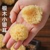 Tilo de Gutian Hongo Blanco Pequeño Seco Sin Azufre Especialidad Local Oreja Pegajosa Hongo de Nieve Hongo Blanco Seco Venta al por Mayor Productos Agrícolas