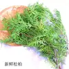 Pacote de Material de Flores Secas Espécime Jardim de Infância Casca de Fruta Caseira Flor Seca Bolota Porta-Retrato Espécime Pinha Porta-Retrato DIY Feito à Mão