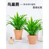 Helecho Nido de Pájaro Helecho en Maceta Planta de Interior Verde Plantas Florales Sala de Estar Oficina Escritorio Planta Novedosa Perenne Todo el Año