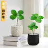 Planta em Vaso de Ipê Mexicano Trevo de Quatro Folhas Planta Verde de Escritório Jardim de Infância Volta às Aulas Flor para Melhorar o Humor da Mesa