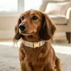 Directo de fábrica, en stock, juego de collar y correa de terciopelo para mascotas transfronterizo para perros y gatos pequeños y medianos, personalizable con logo