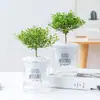 Bonsai de Nanmu Vermelho Folha Pequena, uma Planta Popular para Escritórios, Decoração de Planta Verde em Vaso Mini para Mesa, Fácil de Manter o Ano Todo