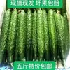 Os pepinos são colhidos e enviados imediatamente. Os agricultores cultivam seus próprios vegetais sazonais. Frescos e deliciosos. Comidos crus. Crocantes e refrescantes. Atacadistas de pepino
