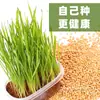 Venta Directa de Fábrica Semillas de Hierba para Gatos, Cultivo Hidropónico de Hierba para Gatos, Hierba para Gatos, Bolas para Eliminación de Pelo para Gatos, Nutrición para Gatos Perezosos