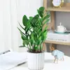 Árvore da Fortuna Planta em Vaso Grande Árvore da Fortuna Planta Verde Pequena Árvore da Fortuna Sala de Estar Escritório Flores de Interior Bonsai Cordão da Fortuna