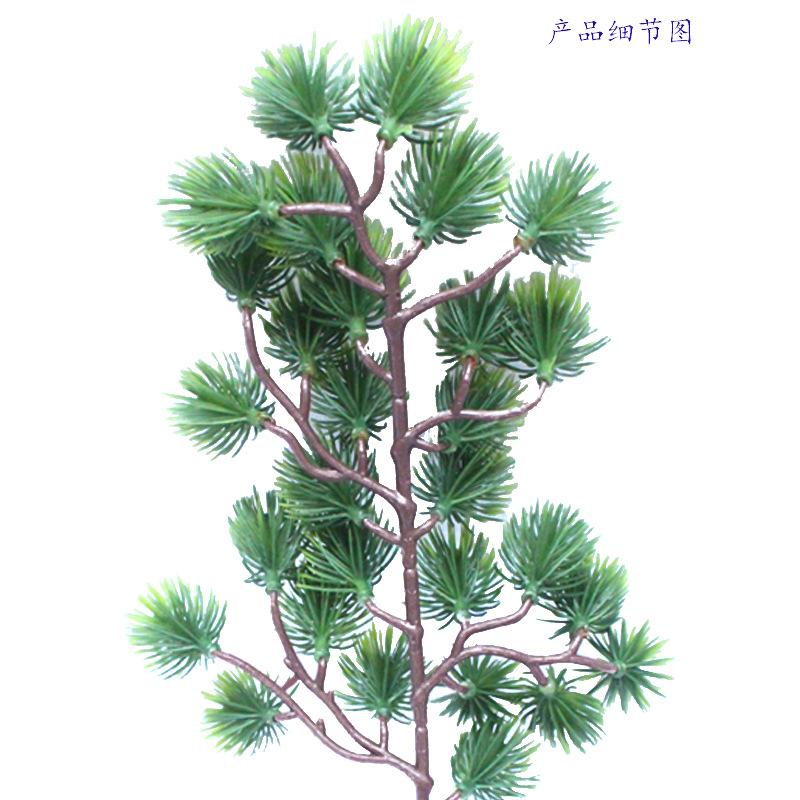 美人松 80叶0.4.jpg