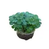 Bola de musgo Grama-moeda hidropônica fácil de cuidar para interior sem ansiedade pequena planta em vaso escritório mesa de centro desktop planta verde de interior