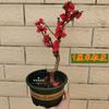 Plántulas de Durazno de Doble Pétalo en Maceta, Plántulas de Durazno de Longevidad, Bonsái para Interior y Exterior en Balcón con Tronco Viejo, Duraznos Ornamentales Plantados en el Suelo, Resistentes al Frío y Fáciles de Mantener