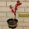 Muda de Pessegueiro para Aniversário em Vaso Muda de Flor de Pessegueiro de Pétalas Duplas Tronco Antigo Interior Exterior Varanda Bonsai Plantio no Solo Pessegueiro Ornamental Resistente ao Frio