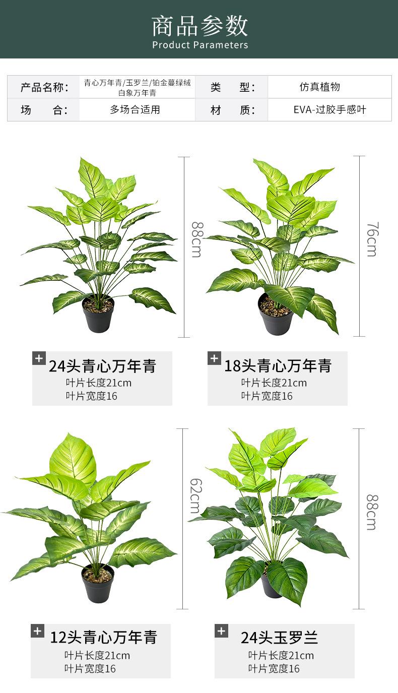 青心万年青玉罗兰铂金蔓绿绒白象万年青_08.jpg