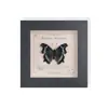 2025 Nuevo Modelo Mariposa Regalo Marco de Espécimen de Mariposa Real Decoración de Regalo Obra de Arte Mercancía para Entomólogos