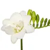 Bulbos de Alyssum Importados, Fresias en Maceta para Interiores y Exteriores, Flores Perennes de Cuatro Estaciones, Plantas con Flor Fáciles de Cultivar