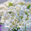 Bulbos de aliso de doble flor, fresia, semillas de nardo para balcón, plantas perennes para interiores y exteriores.