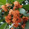 Plántulas de Osmanthus, Árboles Grandes, Osmanthus Todo el Año, Osmanthus Dorado, Plantas en Maceta de Osmanthus Rojo Número Uno, Plantación en Suelo de Patio Exterior, Árboles Preciosos, Fáciles de Cultivar