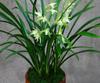 Mudas de Orquídea Perfumada Resistentes ao Frio Flores de Orquídea em Vasos Internos Orquídea Tinta Botões Florais Grandes Flores de Fácil Cuidado para Sala de Estar