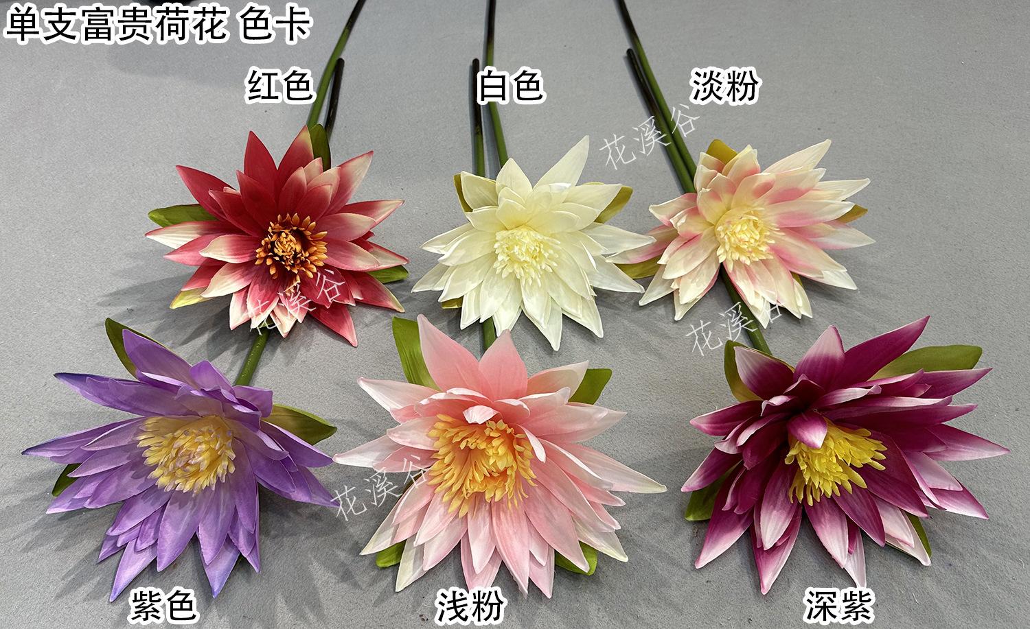 单支富贵荷花 色卡 花溪谷.jpg