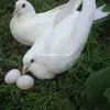 Huevos de Paloma de Regalo, Frescos de Calidad Premium, Envío Gratis, Granos Enteros, La Elección Preferida del Bebé, Productos de Granja de Corral