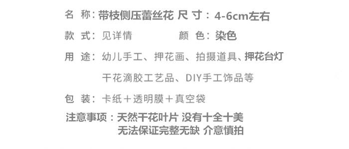 迎春花叶_副本