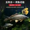 Mengda Medicina Pequeña Carne Fresca de Caracol Cebo Verde para Peces Carpa de Hierba de Pozo Negro Material para Nido de Carpa Gránulos de Carne de Caracol Cebo para Pesca Salvaje Carpa Crucian