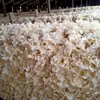 Hongo Blanco de Carne Gruesa Empacado Suelto, Nueva Cosecha 2026, Cortado Especialmente para Uso en Catering, 50g