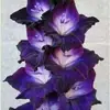 Bulbos de Gladiolo y Flor de Acanthopanax, plántulas de flores en maceta, perenne, resistente al frío, fáciles de cultivar y mantener durante todo el año, bulbos florales con capullos
